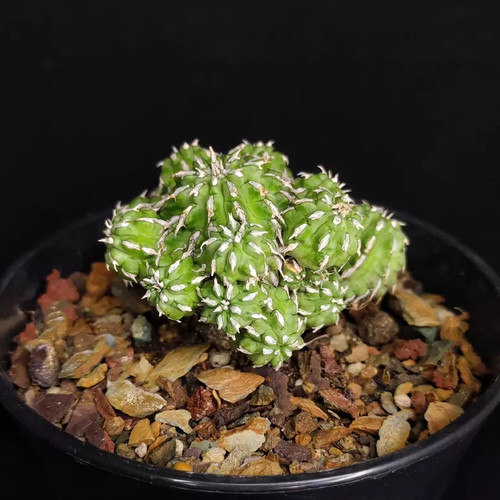 Pezzo cm cactus vivo - cm,