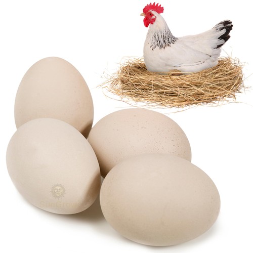 Sungrow uova finte per galline - sungrow,