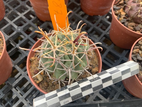 287 ancistrocactus mathssonii - ancistrocactus,