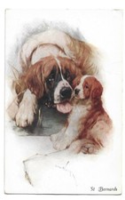 Antica Cartolina ANIMALI: CANI DI RAZZA SAN BERNARDO, IN COPPIA