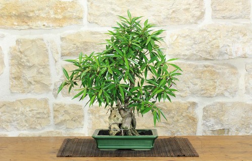 Bonsai ficus neriifolia - ficus,