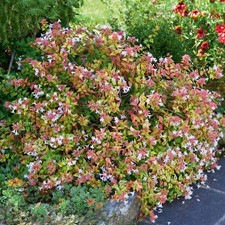 ABELIA GRANDIFLORA VASO 18CM