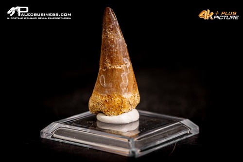 Dente fossile mosasaurus - fossile, di