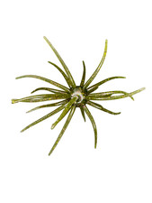 Hags Prickly Pear 19MM