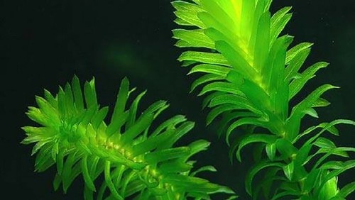 Egeria densa steli pianta - steli,
