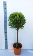 Alberello ornamentale - alberello,
