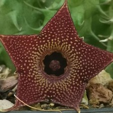 UNA Talea senza Radici Huernia