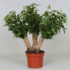 Pianta Ficus benjamina Natasja