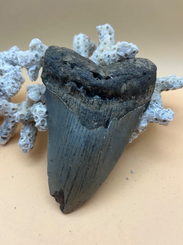 Dente megalodonte ebay - dente, 4,22"
