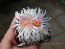Echinocactus horizonthalonius
