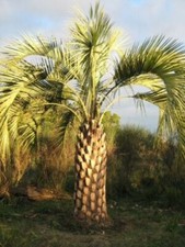 Butia odorata palma - odorata,