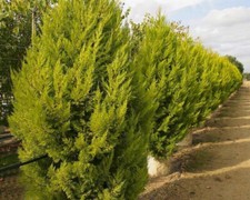 Monterrey Cypress - Cupressus
