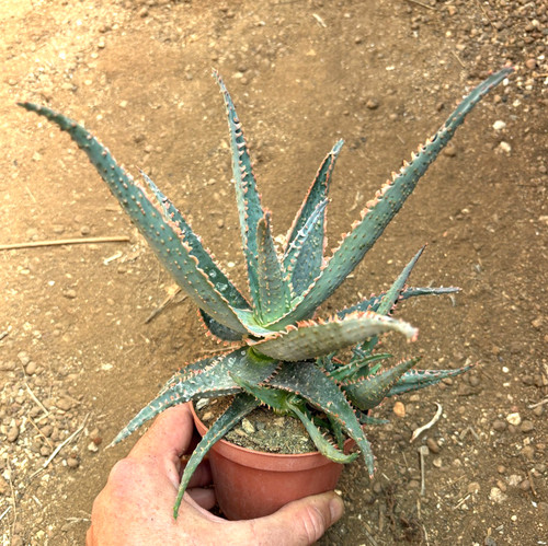Aloe kelly blue pianta - -, da