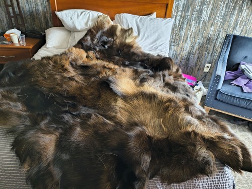 Autentico tappeto orso