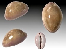 Cypraea poraria scarabeaus