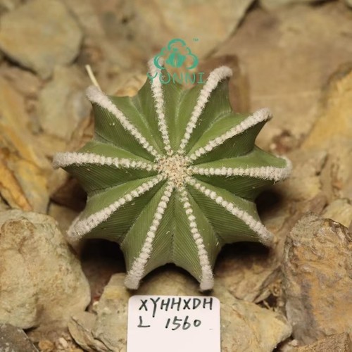Pianta rara cactus - rara, 5