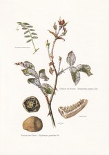 Stampa FUNGHI TARTUFI DI CERVO