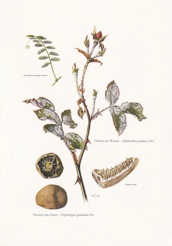 Stampa funghi tartufi - tartufi, di