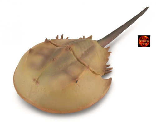 Horseshoe crab arthropod - horseshoe,