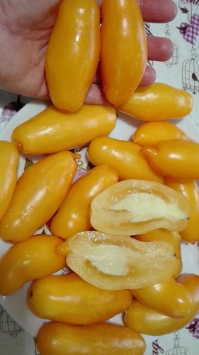 Pomodoro banana giallo - pomodoro, banana,