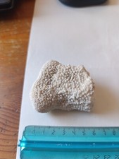 Corallo del mar Rosso. 3