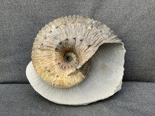 Green Ammonite Nodule