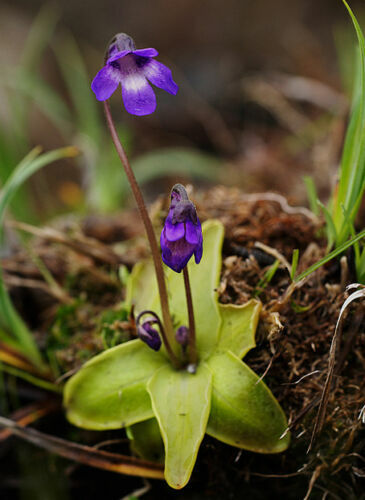 Pinguicula vulgaris pianta - -,