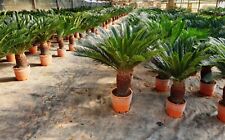 Esemplari di Cycas revoluta in vaso con tronco alto oltre 20 cm