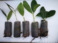 Lauriceraso 60 piante , Prunus