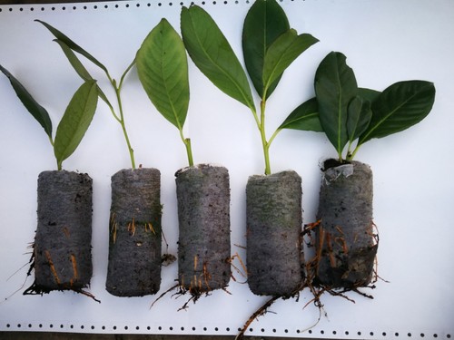 Lauriceraso piante prunus - 60,