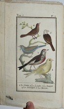 BUFFON - fig. 1792 - UCCELLI - VERZELLINO - storia naturale - 3 TAVOLE