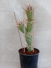Tephrocactus aoracanthus -