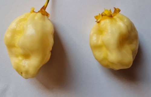Semi peperoncino 7pot - 20, di