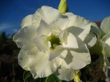 5 semi di Adenium obesum