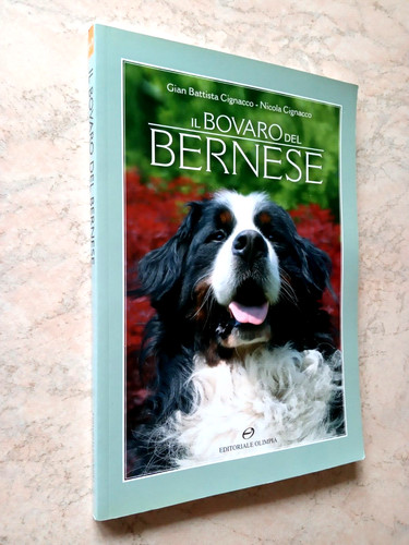 Cignacco bovaro del bernese - cignacco,