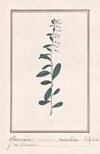 Andromeda Calyculata