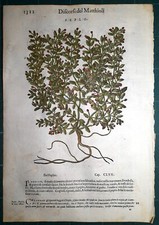 Stampa antica MATTIOLI
