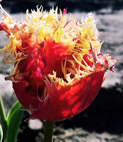 Tulipani bulbi fiori - bulbi,