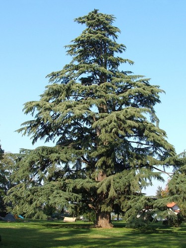 Cedro dell himalaya - cedro, "cedrus