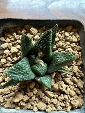 Ariocarpus bravoanus, Own Root, 3.2 cm, Not Copiapoa, Aztekium