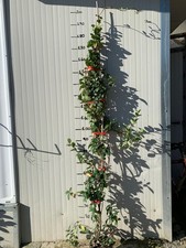 10 piante di Rincosperma