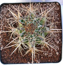 Echinocactus ingens YR2 -  -