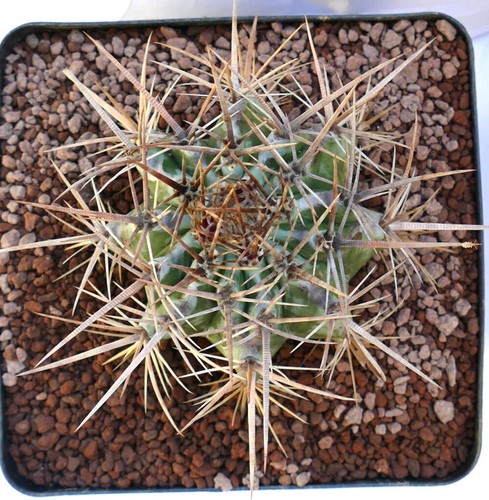 Echinocactus ingens yr2 - yr2,