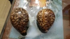 Conchiglie numero  2 da