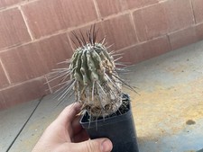 Copiapoa dealbata