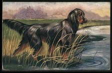 Cartolina Setter Gordon sulle
