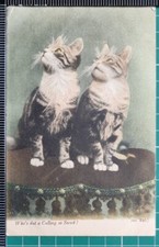 Cartolina 1905 due gattini - cartolina,