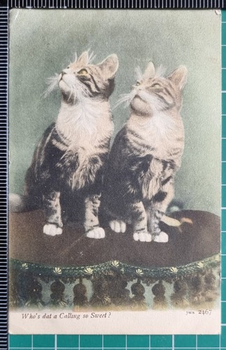 Cartolina 1905 due gattini - 1905,