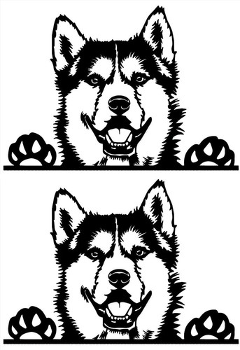 Siberian husky pack nero - siberian,