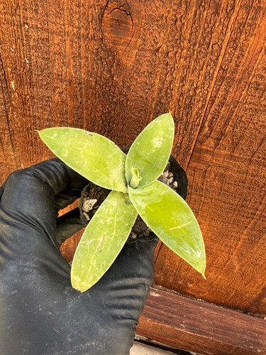 Agave attenuata succulent - attenuata,